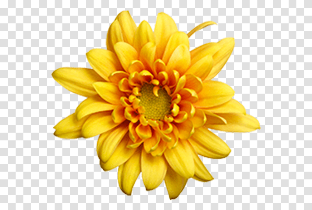 Yellow Daisy Flowers In Season In October In Sc, Dahlia, Plant, Blossom, Daisies Transparent Png