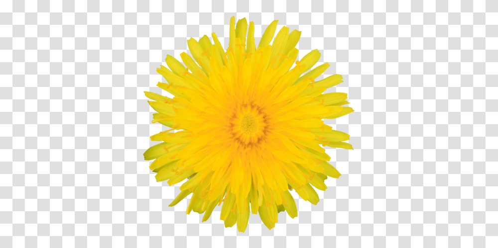 Yellow Dandelion Flower Clipart Lawn Weed Plant Sf Textures Yellow Dandelion, Blossom Transparent Png