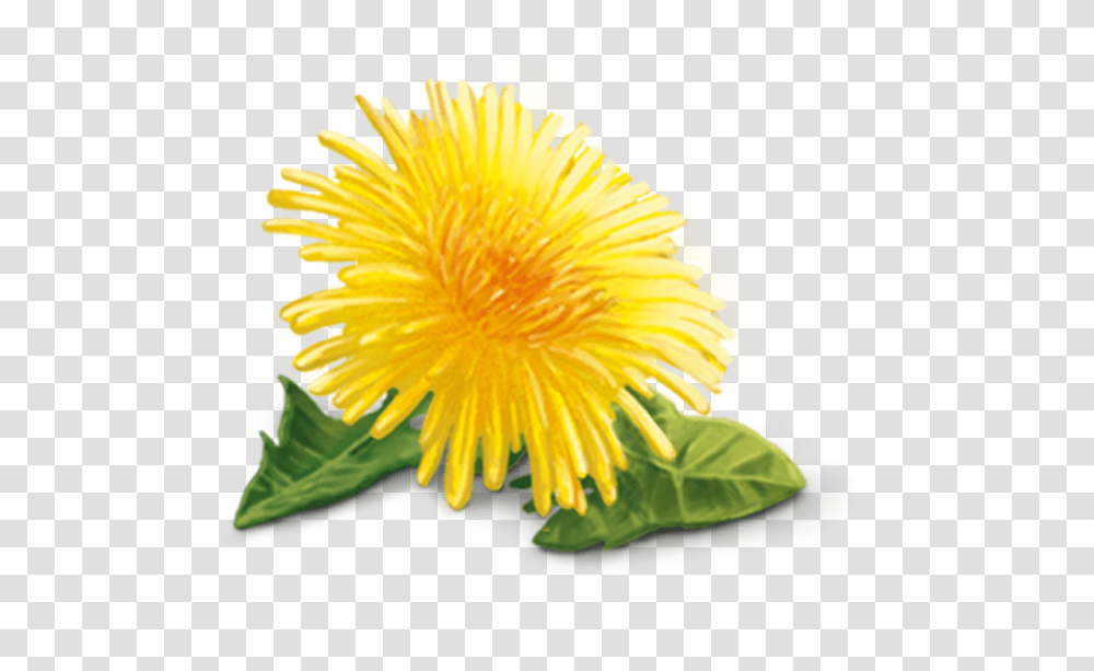 Yellow Dandelion, Plant, Flower, Blossom, Petal Transparent Png