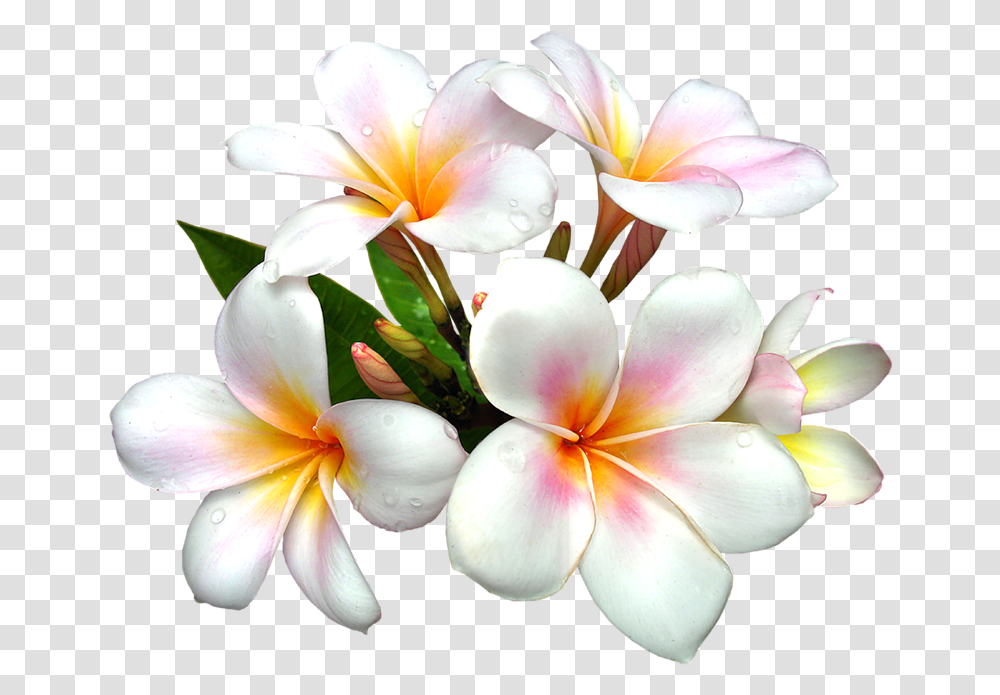 Yellow Exotic Flower Clipart Picture White Flower Hd, Plant, Blossom, Flower Bouquet, Flower Arrangement Transparent Png