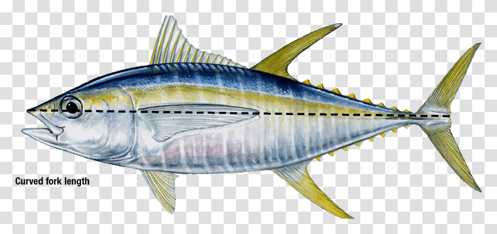 Yellow Fin Tuna, Sea Life, Fish, Animal, Bonito Transparent Png