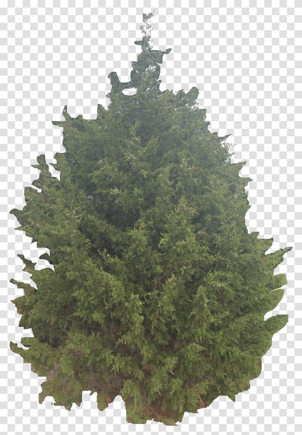 Yellow Fir, Tree, Plant, Conifer, Vegetation Transparent Png
