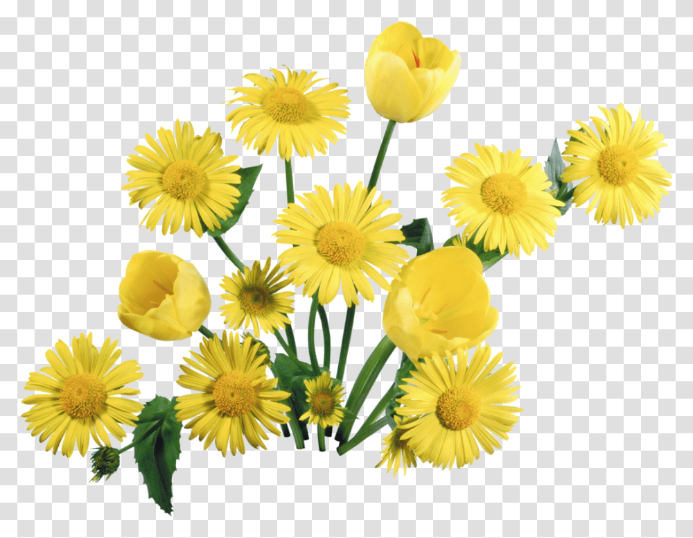 Yellow Floral Background Yellow Flowers, Plant, Blossom, Dandelion, Daisy Transparent Png