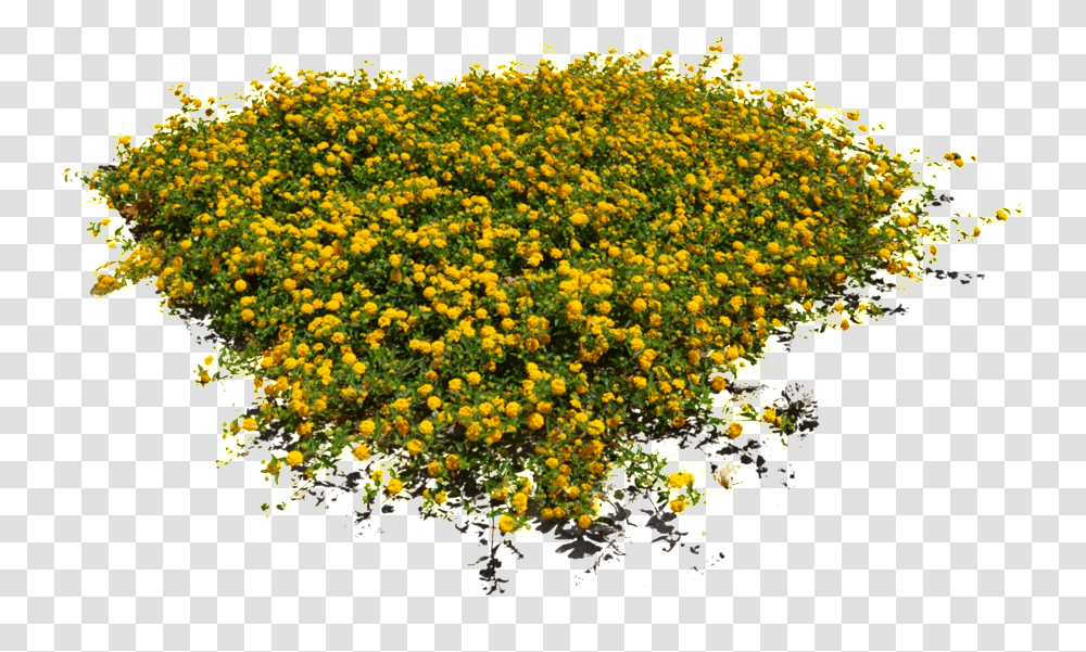 Yellow Floral Flower Flowers Top View, Plant, Blossom, Asteraceae, Pattern Transparent Png