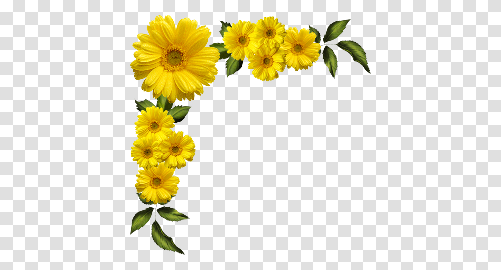 Yellow Flower Background Clipart, Plant, Blossom, Daisy, Daisies Transparent Png