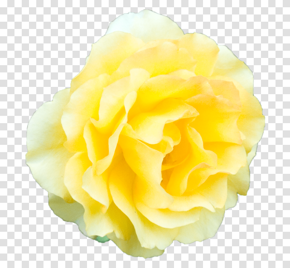 Yellow Flower Background, Rose, Plant, Blossom, Petal Transparent Png