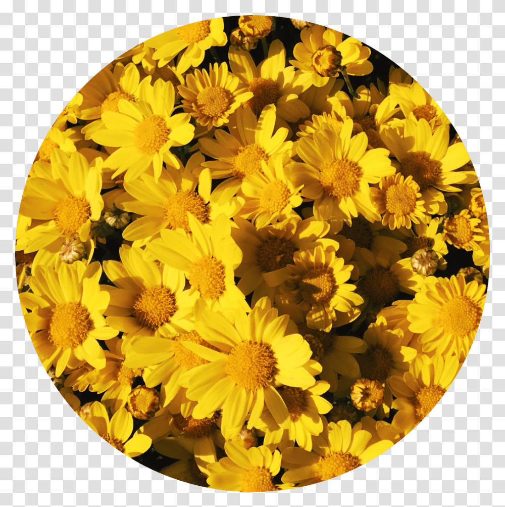 Yellow Flower Background Tumblr Link Wallpapers Aesthetic Background Flowers, Plant, Blossom, Daisy, Daisies Transparent Png