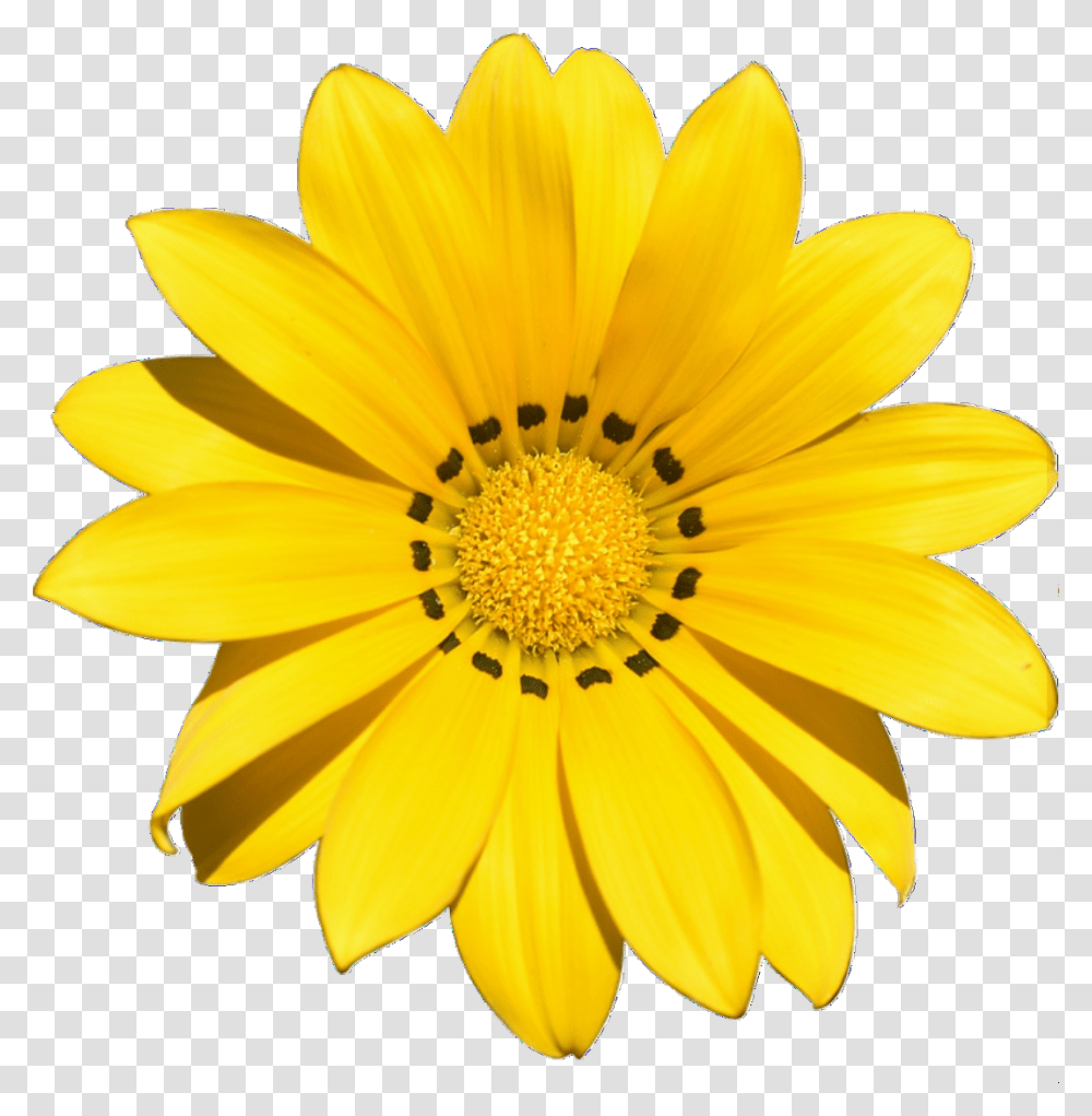 Yellow Flower Background Yellow Flower Clipart, Plant, Blossom, Treasure Flower, Daisy Transparent Png