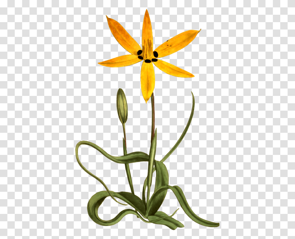 Yellow Flower Botany Common Daisy Drawing, Plant, Blossom, Amaryllidaceae, Daffodil Transparent Png
