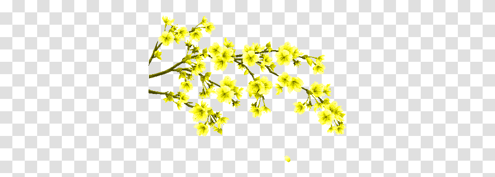 Yellow Flower Branche Gif Jaune Fleurs Alyssum, Plant, Blossom, Petal, Daffodil Transparent Png