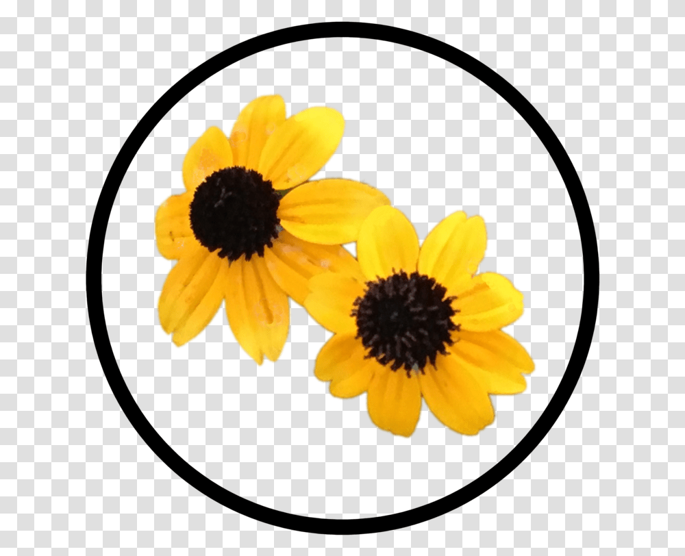 Yellow Flower Button Black Eyed Susan, Plant, Blossom, Daisy, Daisies Transparent Png