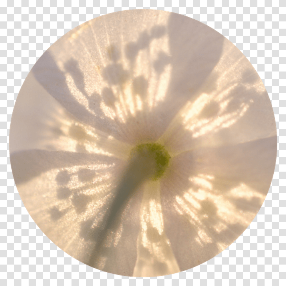 Yellow Flower Circle Tumblr Aesthetic Cute Pretty Paste Aesthetic Yellow Circle, Moon, Flare, Light, Plant Transparent Png