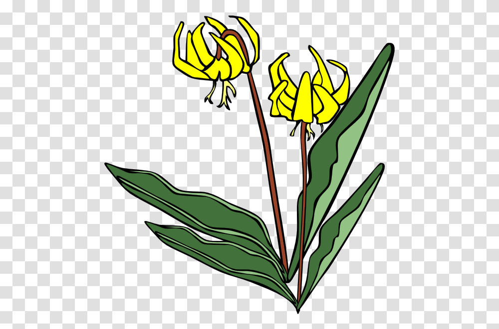 Yellow Flower Clip Art Vector Clip Art Online Yellow Avalanche Lily, Plant, Petal, Graphics, Painting Transparent Png