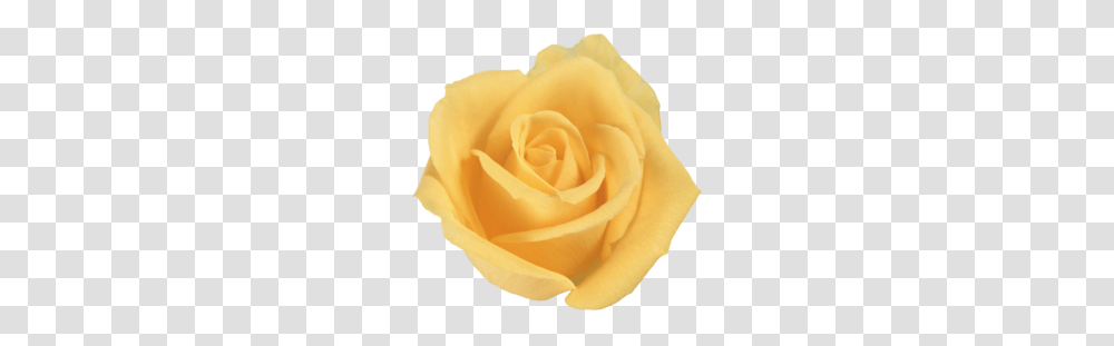 Yellow Flower Clipart, Rose, Plant, Blossom, Petal Transparent Png