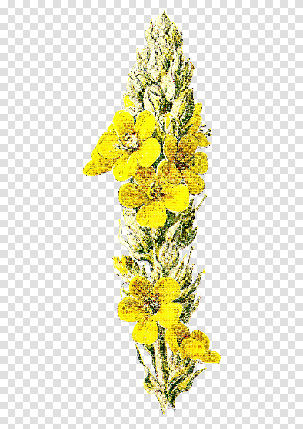 Yellow Flower Clipart Wild Mullein, Plant, Floral Design, Pattern, Graphics Transparent Png
