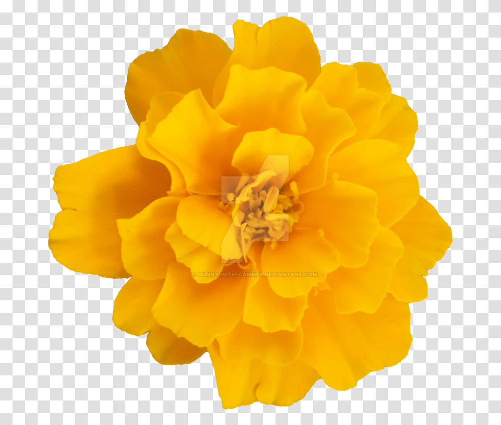 Yellow Flower Clipart Yellow Flower Clipart, Rose, Plant, Blossom, Pollen Transparent Png