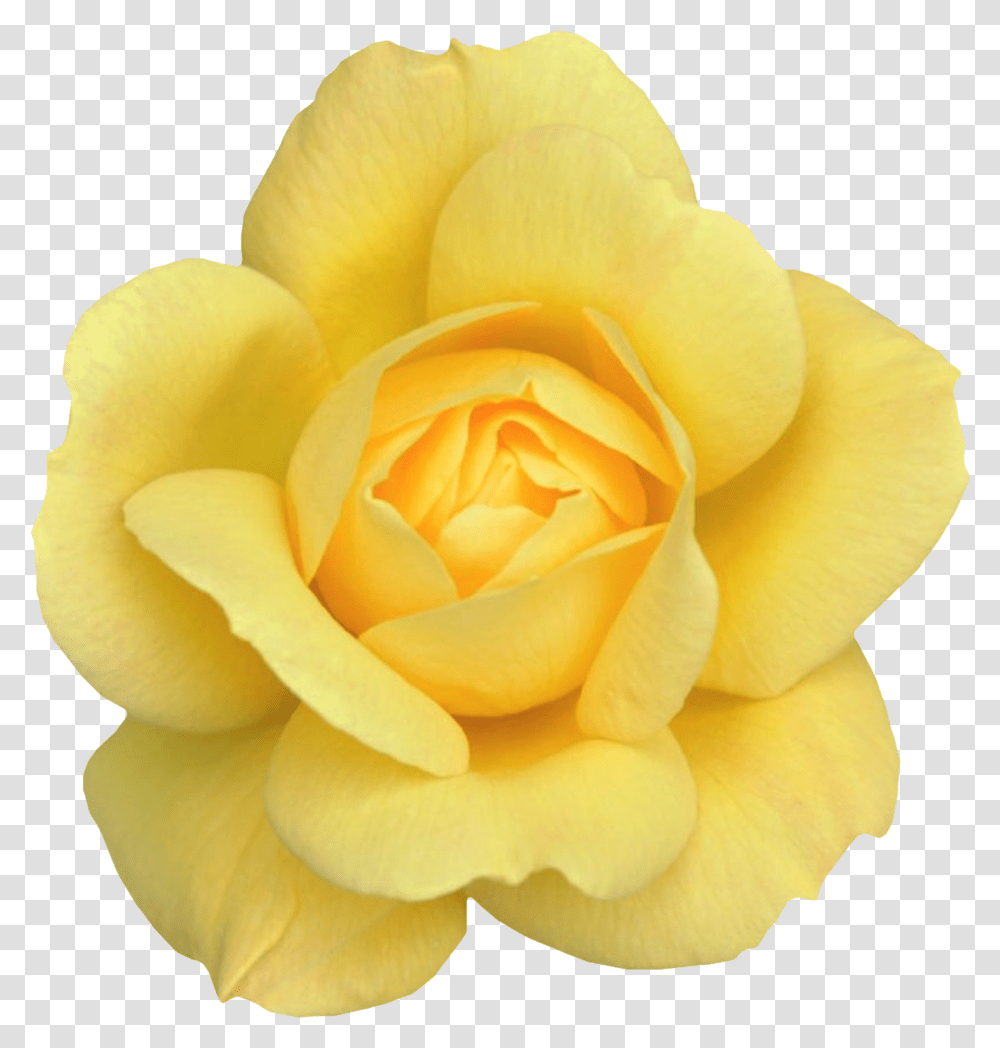 Yellow Flower Clipart Yellow Rose Background, Plant, Blossom, Petal,  Transparent Png