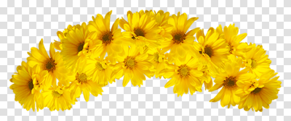 Yellow Flower Crown, Plant, Daisy, Anther, Petal Transparent Png