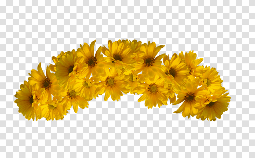 Yellow Flower Crown Yellow Flower Crown, Plant, Blossom, Daisy, Daisies Transparent Png