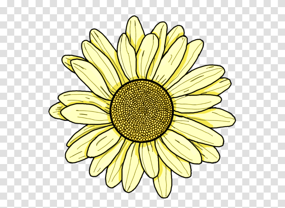 Yellow Flower Daisy Sunflower Sping Summer Pretty Aesthetic Yellow Flower Drawing, Plant, Blossom, Daisies, Banana Transparent Png