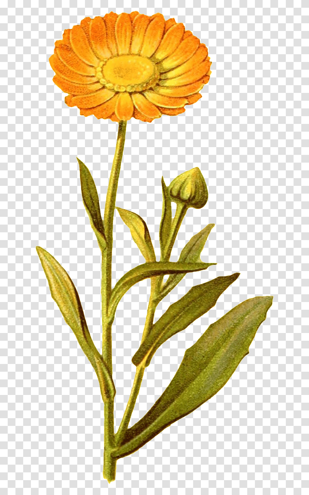Yellow Flower Decorative Sunflower, Plant, Blossom, Iris, Fungus Transparent Png