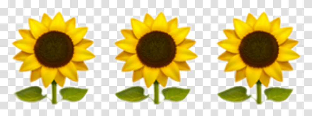 Yellow Flower Emoji, Plant, Blossom, Sunflower, Daisy Transparent Png