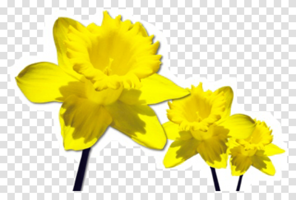 Yellow Flower Flowers Daffodil Sticker By Lily March Flower Of The Month, Plant, Blossom Transparent Png