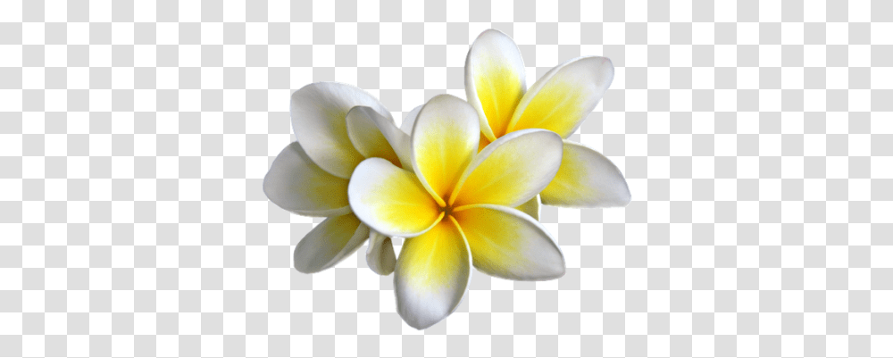 Yellow Flower Images 2 Image Frangipani, Petal, Plant, Blossom, Geranium Transparent Png