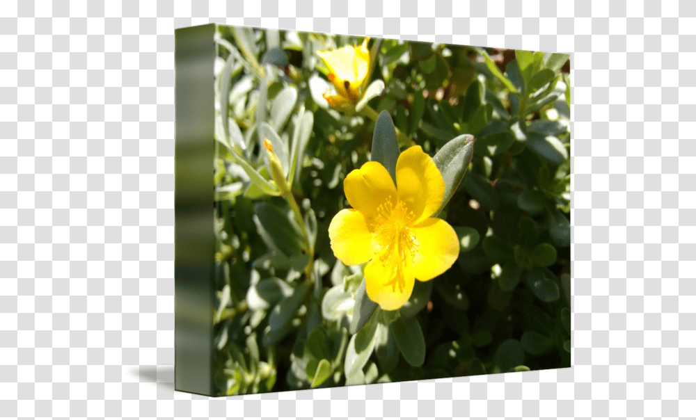 Yellow Flower Of Portulaca By Carina Lemos Araujo Wort, Plant, Petal, Anemone, Daffodil Transparent Png