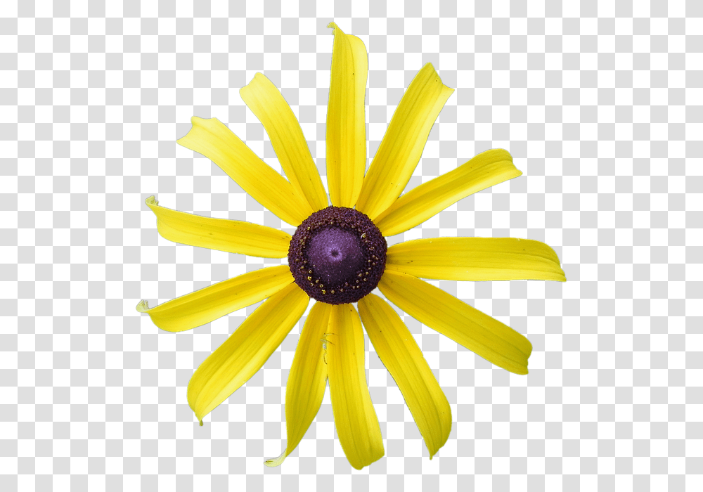 Yellow Flower Rudbeckia Flower Black Eyed Yellow African Daisy, Plant, Asteraceae, Blossom, Petal Transparent Png
