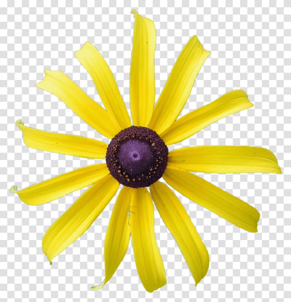 Yellow Flower Rudbeckia Free Photo On Pixabay African Daisy, Plant, Daisies, Blossom, Petal Transparent Png