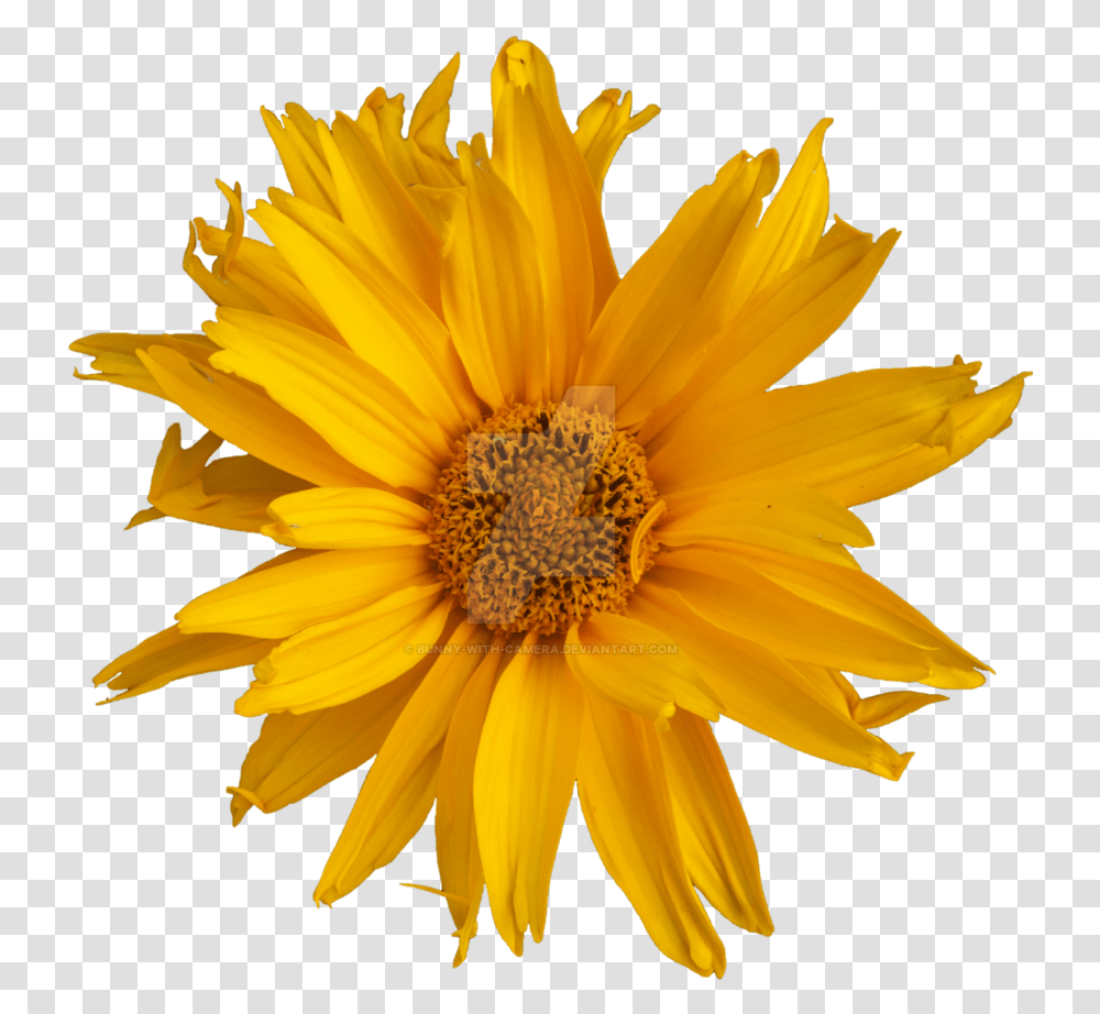 Yellow Flower Sunflower, Plant, Blossom, Treasure Flower, Daisy Transparent Png