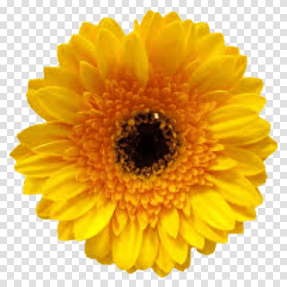 Yellow Flower Tumblr Beautyful Logo Cogilog Gestion, Plant, Blossom, Daisy, Daisies Transparent Png