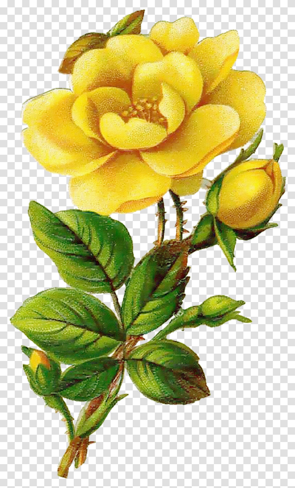 Yellow Flower Vintage Yellow Rose Transparent Png