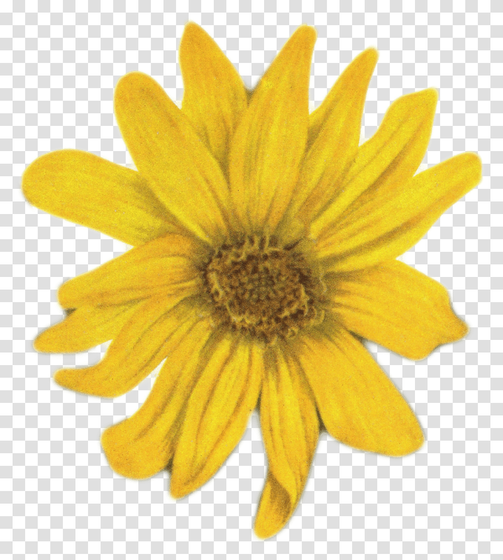 Yellow Flower Yellow Daisy, Plant, Blossom, Treasure Flower, Daisies Transparent Png