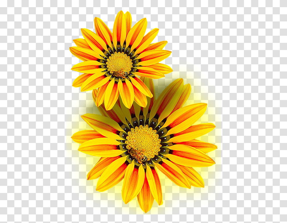 Yellow Flower Yellow Isolated Flor Amarilla En, Plant, Treasure Flower, Blossom, Daisy Transparent Png