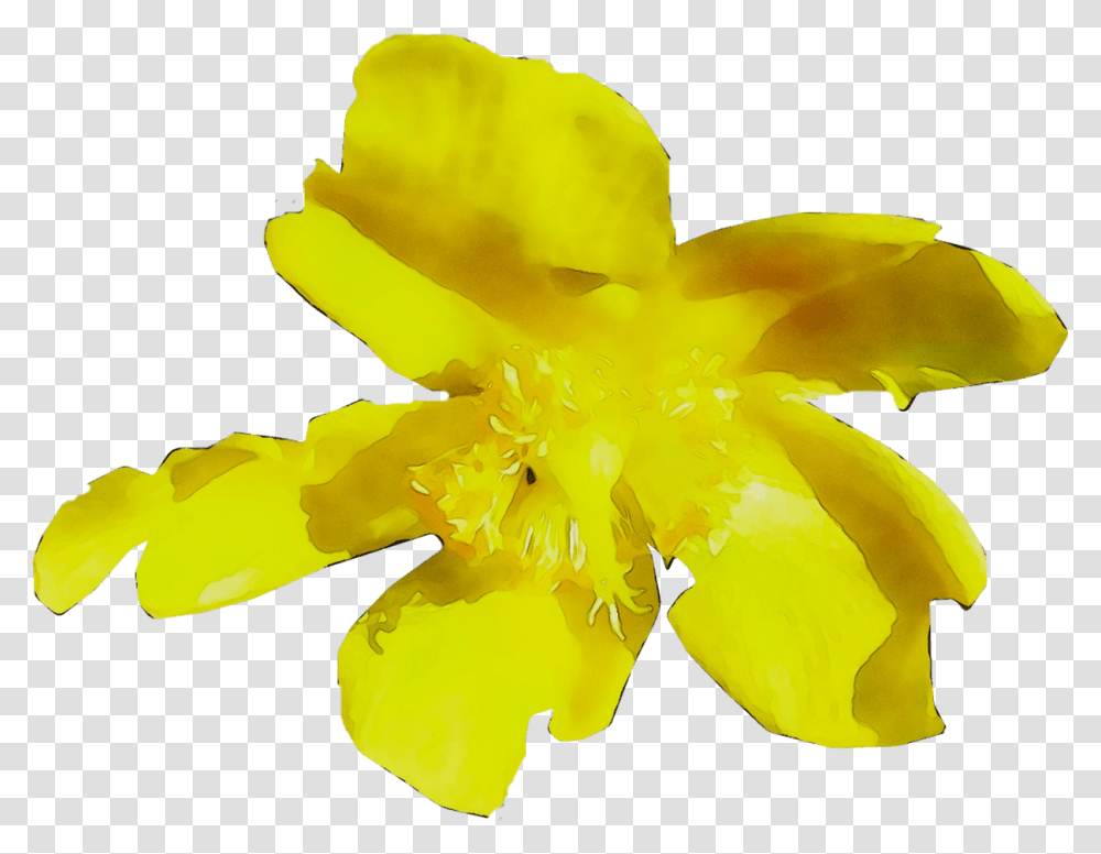 Yellow Flowering Plant Plants Senna, Petal, Blossom, Pollen, Daffodil Transparent Png