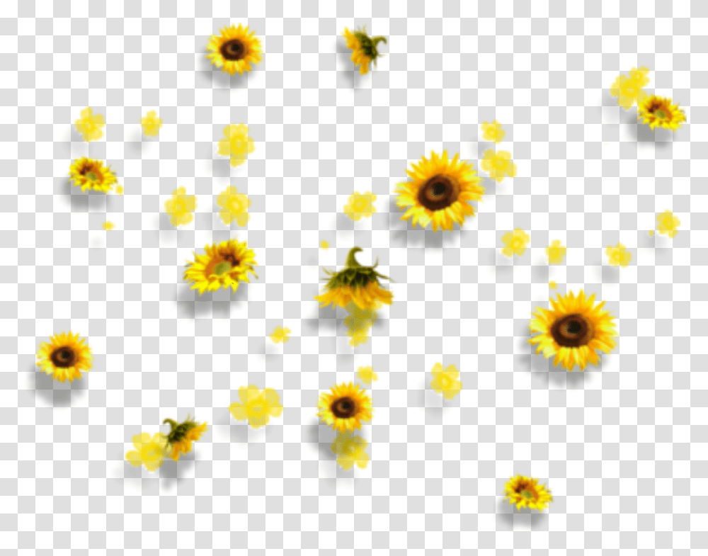 Yellow Flowers Aesthetic Tumblr Falling Background Aesthetic, Petal, Plant, Rug, Daisy Transparent Png