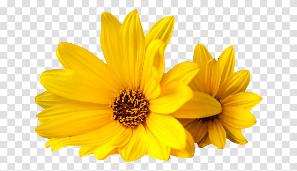 Yellow Flowers African Daisy, Plant, Blossom, Daisies, Pollen Transparent Png