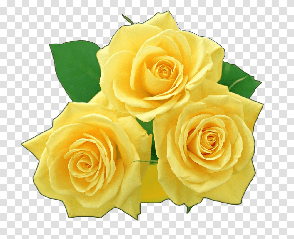 Yellow Flowers Bouquet File Vector 114917 Images Yellow Rose, Plant, Blossom, Petal, Flower Arrangement Transparent Png