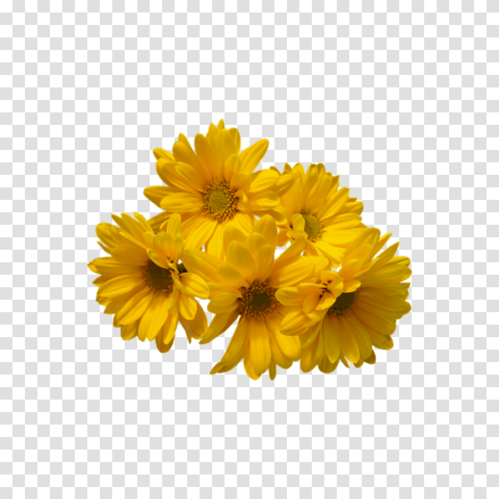 Yellow Flowers Bouquet Yellow Flowers Background, Plant, Blossom, Daisy, Daisies Transparent Png