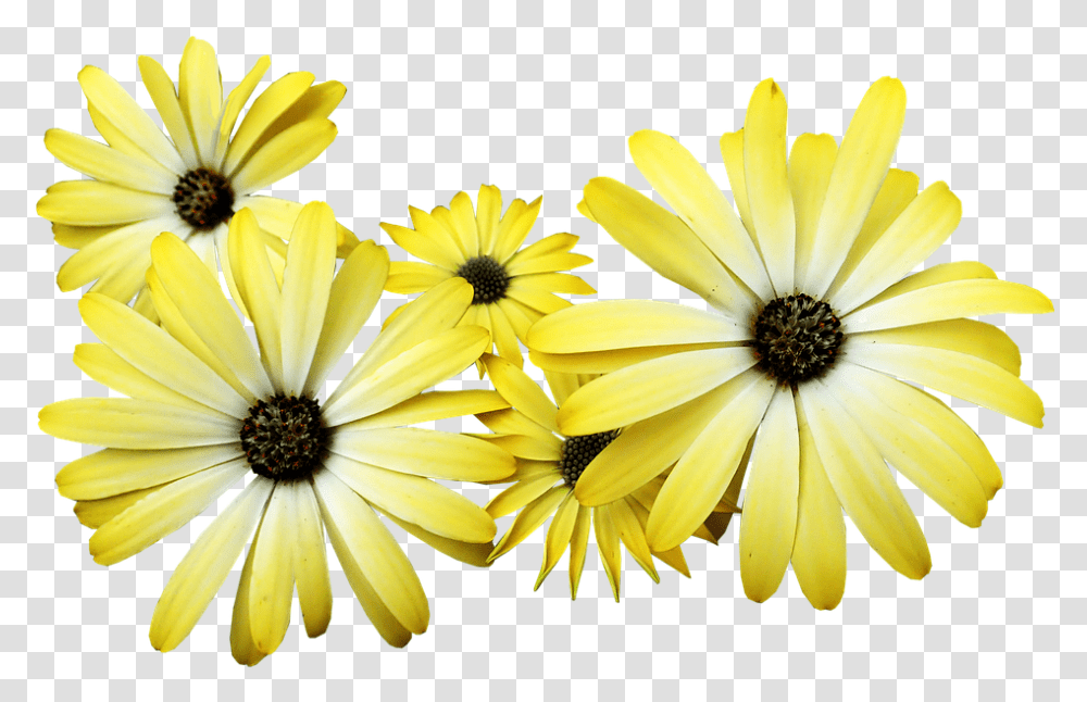 Yellow Flowers Garden Nature Common Daisy, Plant, Blossom, Daisies, Petal Transparent Png