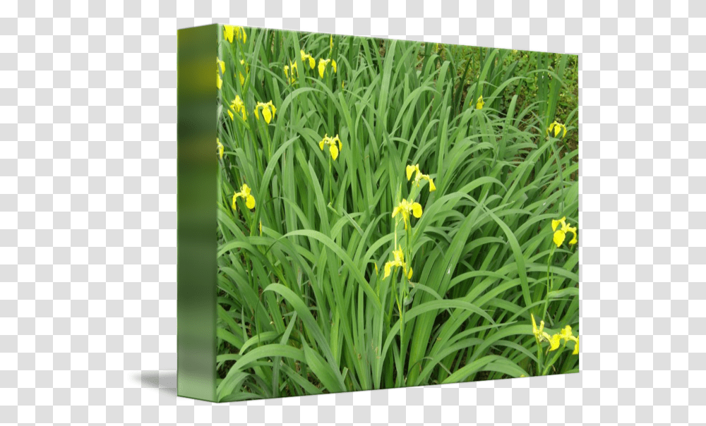 Yellow Flowers Grassland, Plant, Iris, Blossom, Amaryllidaceae Transparent Png