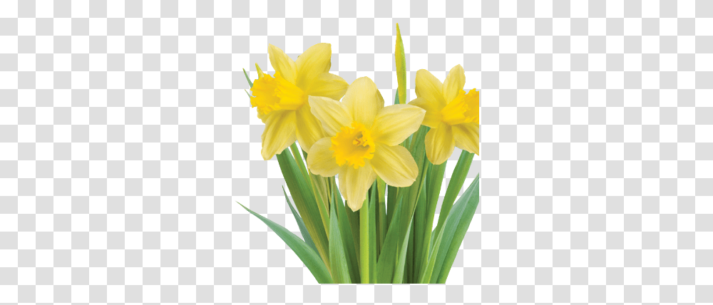 Yellow Flowers Justus Chiropractic Marketing Green And Flower Logo, Plant, Blossom, Daffodil Transparent Png