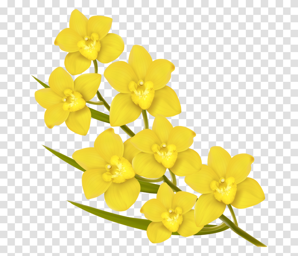 Yellow Flowers Vector, Plant, Blossom, Daffodil, Amaryllidaceae Transparent Png