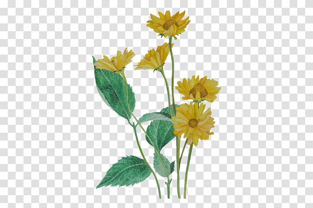 Yellow Flowers Yellow Flowers Gif, Plant, Blossom, Acanthaceae, Daffodil Transparent Png