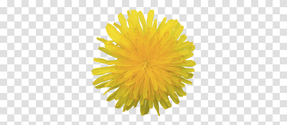 Yellow Fluffy Dandelion Flower With Background Dandelion, Plant, Blossom Transparent Png