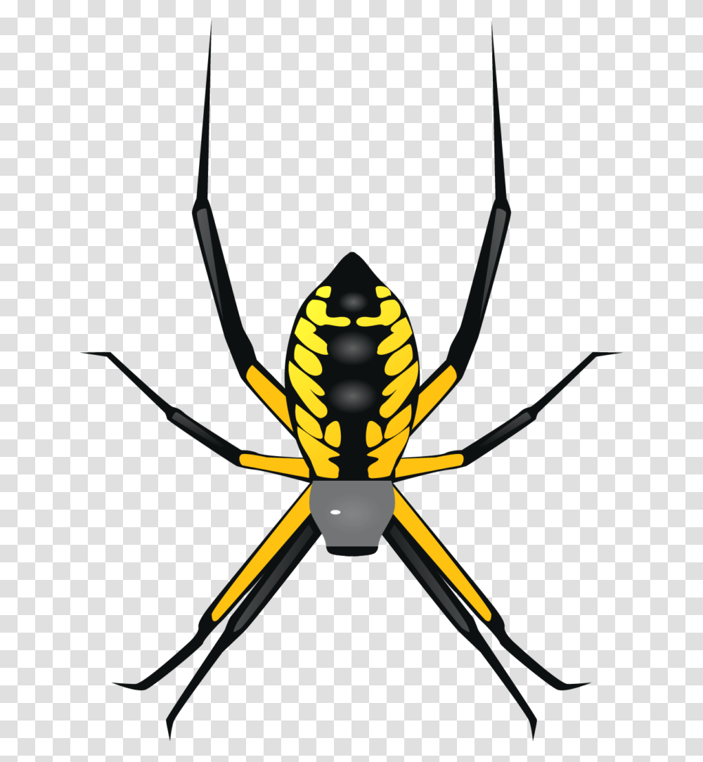 Yellow Garden Spider, Argiope, Insect, Invertebrate, Animal Transparent Png