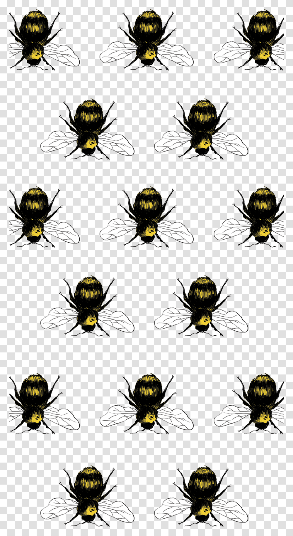 Yellow Garden Spider, Wasp, Bee, Insect, Invertebrate Transparent Png