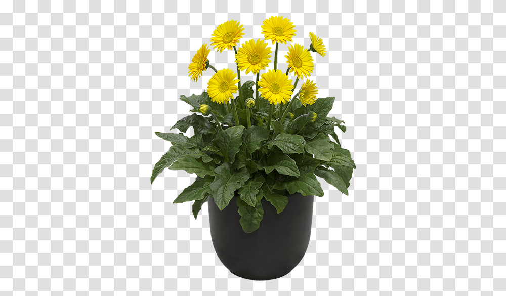 Yellow Garvinea Gerbera Daisy, Plant, Flower, Blossom, Sunflower Transparent Png